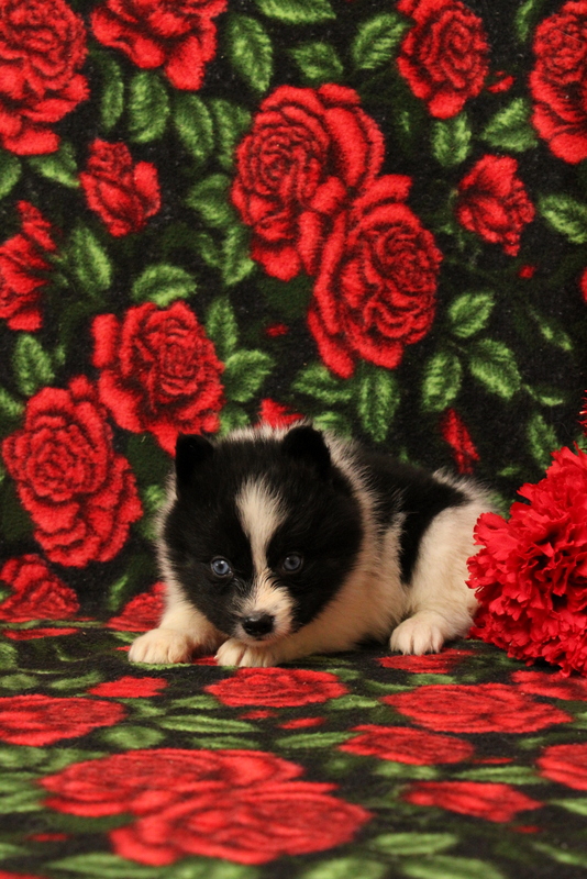 puppy, for, sale, Pomsky, Matthew B. Stoltzfus, dog, breeder, Gap, PA, dog-breeder, puppy-for-sale, forsale, nearby, find, puppyfind, locator, puppylocator, aca